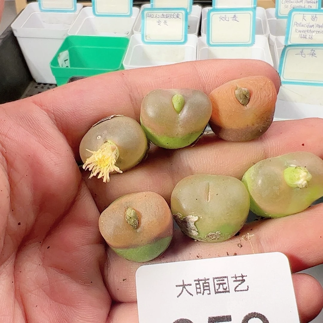 0000853量拍以下1颗