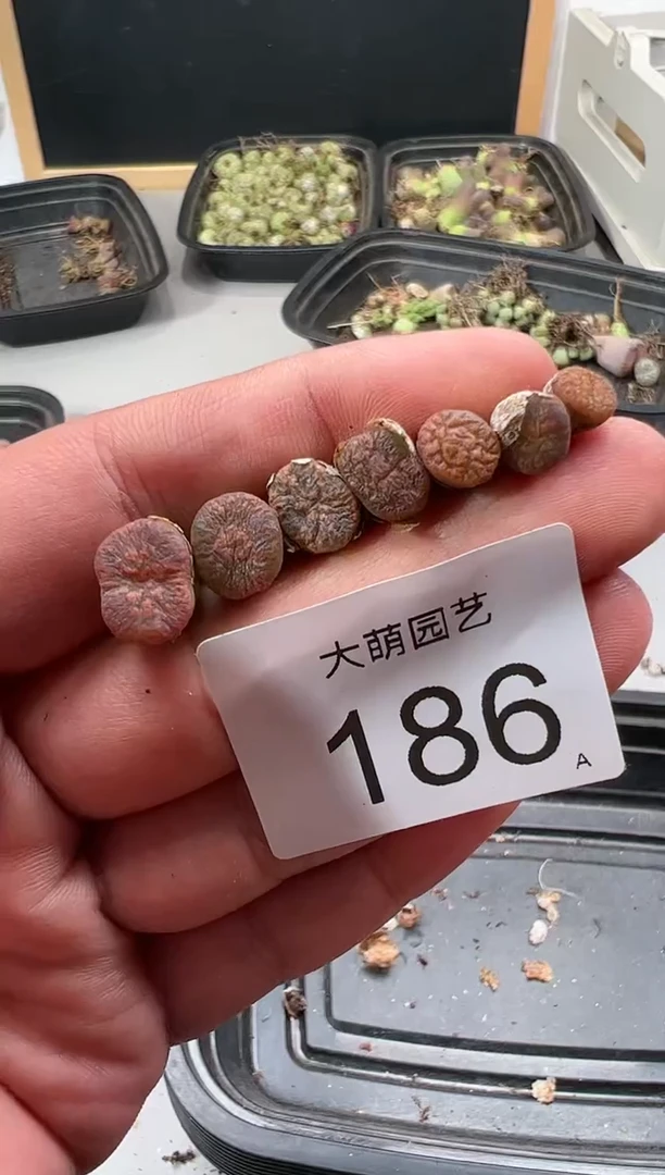 【闪购商品】-----186
