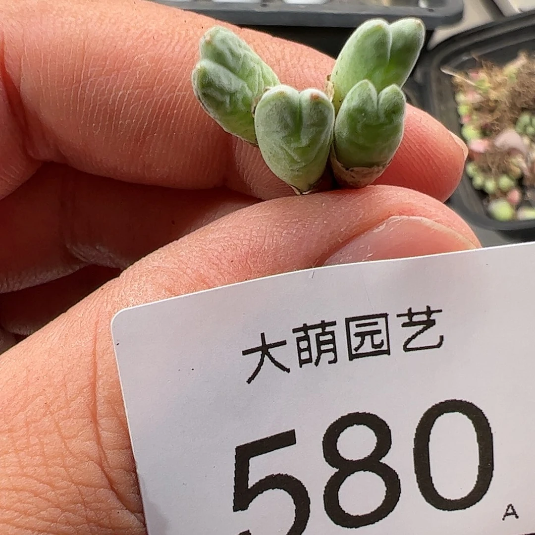 0000580 肉锥生石花一物一拍