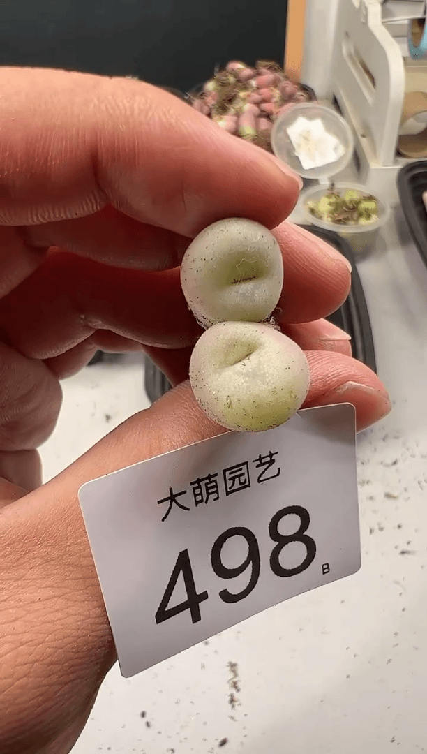 【闪购商品】----498