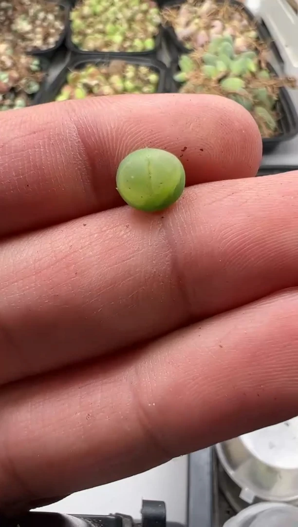 【闪购商品】量拍拉登1颗尺寸0.6
