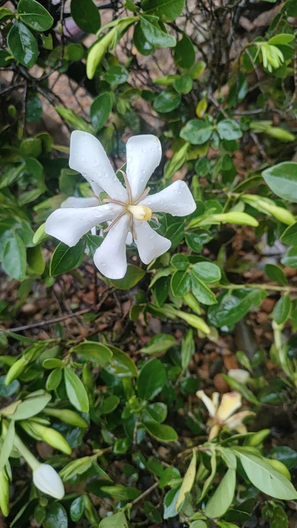 海岛栀子花绿宝石翠米茶春花石枫寄养专属链接