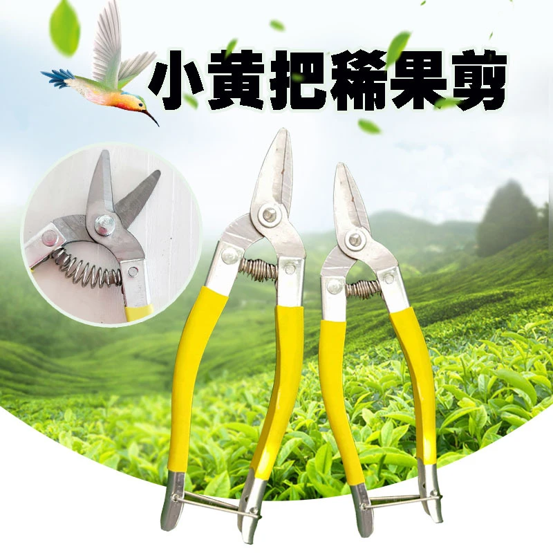 黄把稀果剪稀花剪采摘剪水果树枝剪刀不锈钢直头剪手工翘头尖嘴