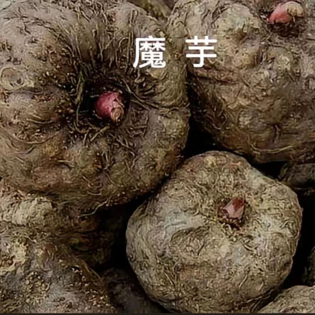 贵州高山农家自种魔芋