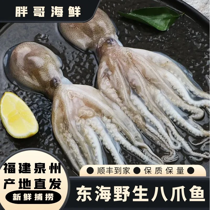【八爪鱼】福建祥芝本港海鲜 以直播实物展示为准 顺丰冷链发货