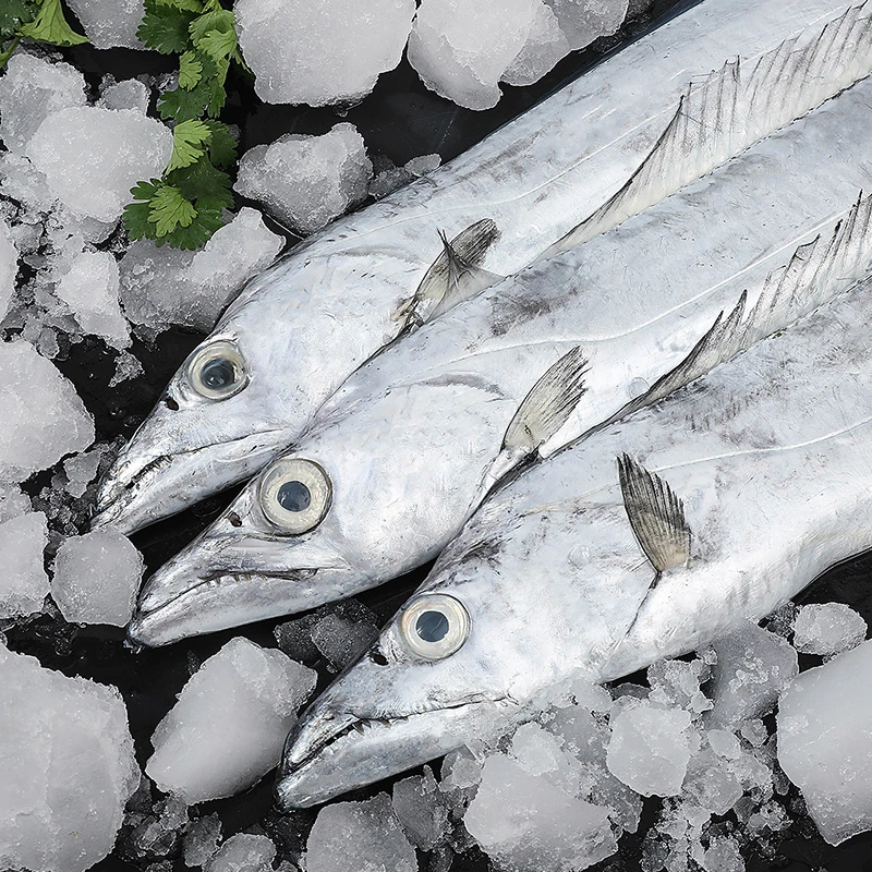 胖哥海鲜【本港黄眼带鱼】福建泉州祥芝顺丰发货 主图仅供参考