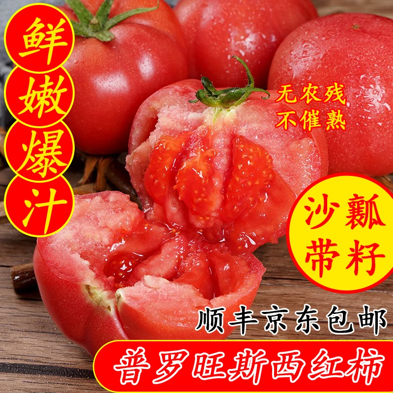 【五哥农场】老棚种植普罗旺斯西红柿现摘现发酸甜沙瓤自然成熟生吃