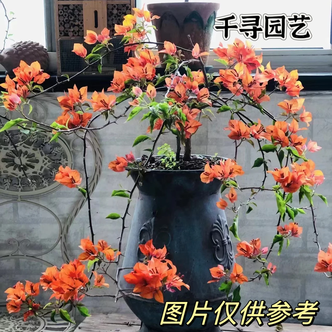 （橙桑巴）三角梅四季开花爬藤植物绿植花卉盆栽勤花品种