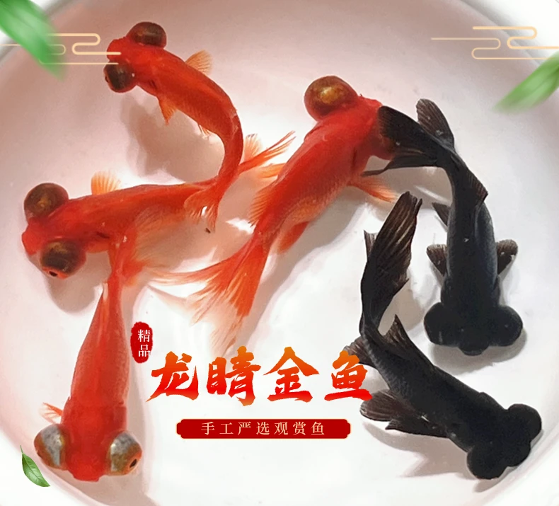 【精品龙睛金鱼】精选小金鱼红龙睛黑龙睛鲜活水族观赏鱼萌宠好物
