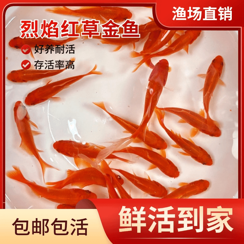 【6-8厘米30条】烈焰红金鱼草金鱼观赏鱼冷水鱼淡水鱼新手推荐耐活