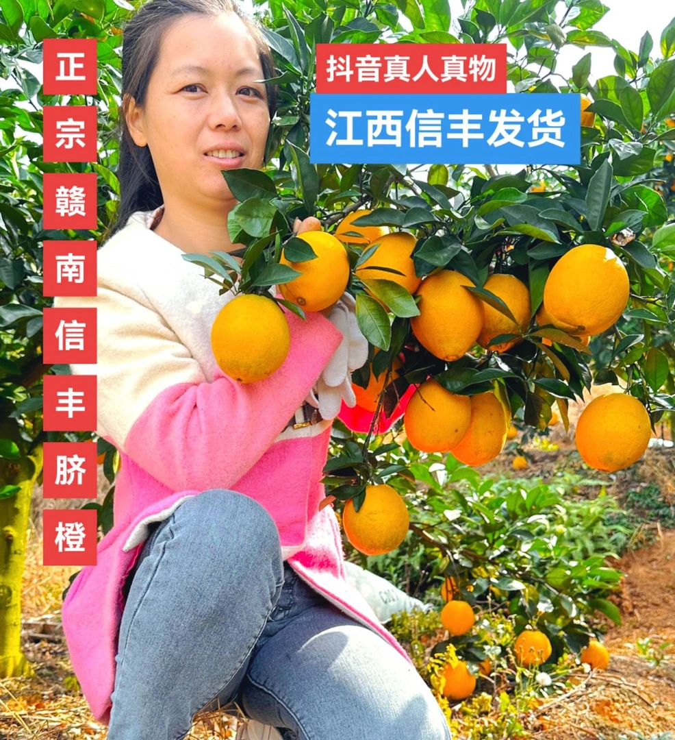 《正宗赣南脐橙》信丰现采现发 橙香浓郁 江西脐橙橙子 果园直发