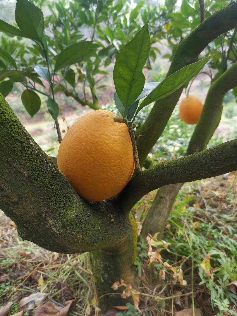 果园直供江西赣州橙子酸甜可口农家果园小果橙子柑子