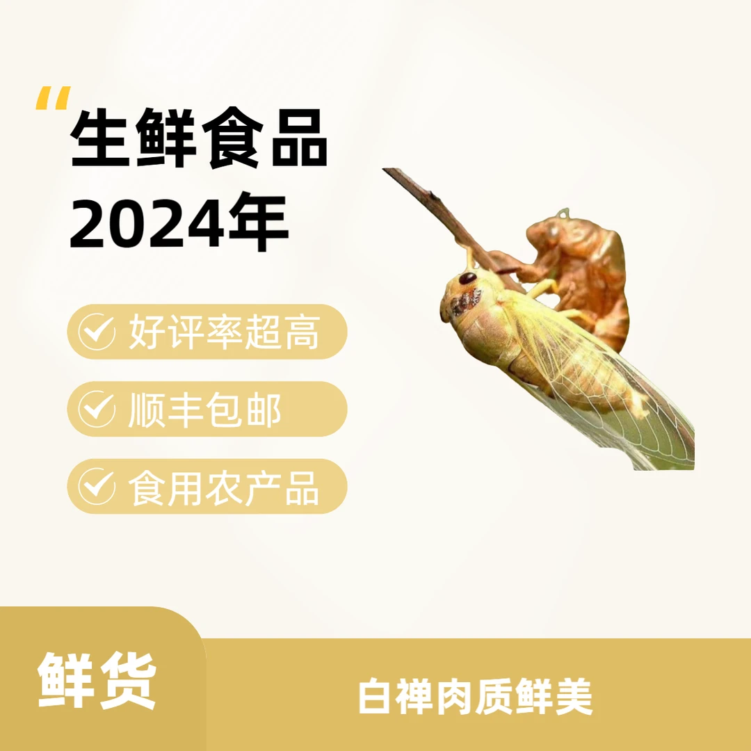 2024年 脱壳金蝉 白禅肉质鲜美