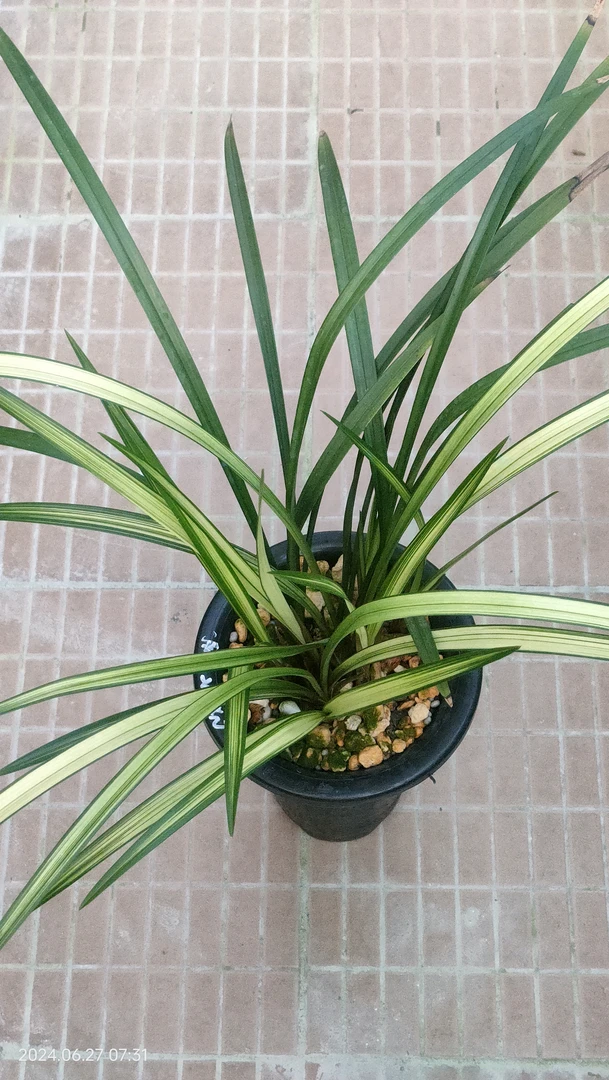 寒兰一新品种花艺双全10苗