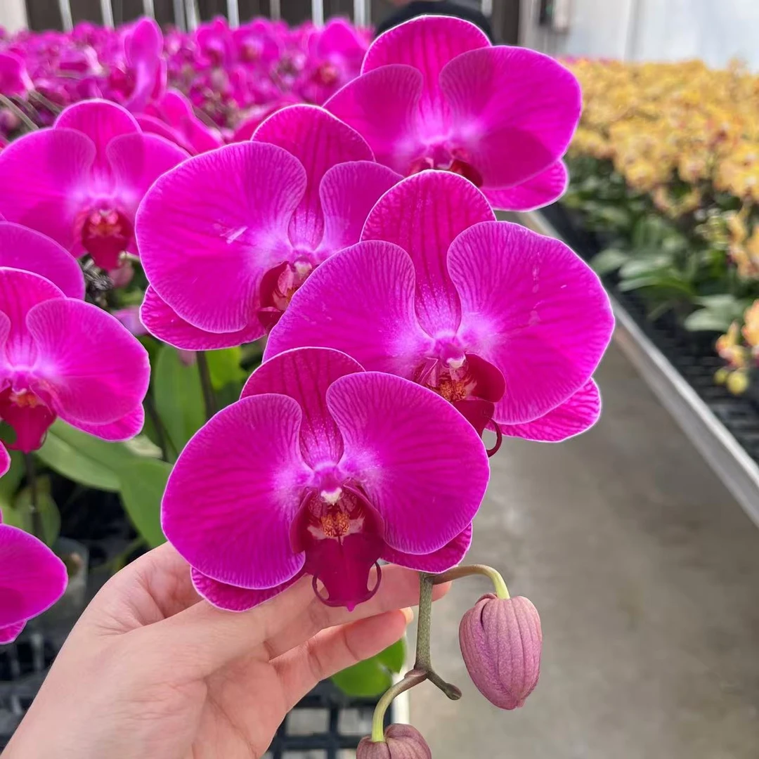 蝴蝶兰《罗德斯》花期巨长新手推荐好养耐养带花基地直发送礼乔迁