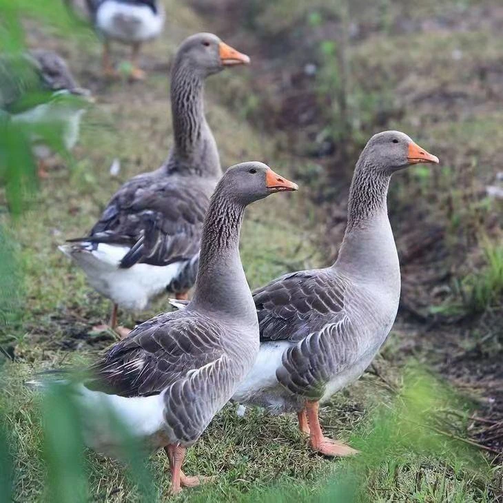 买一送一散养大雁鸭毛重12斤净重8-9斤带肝带翅膀带腿京东发货