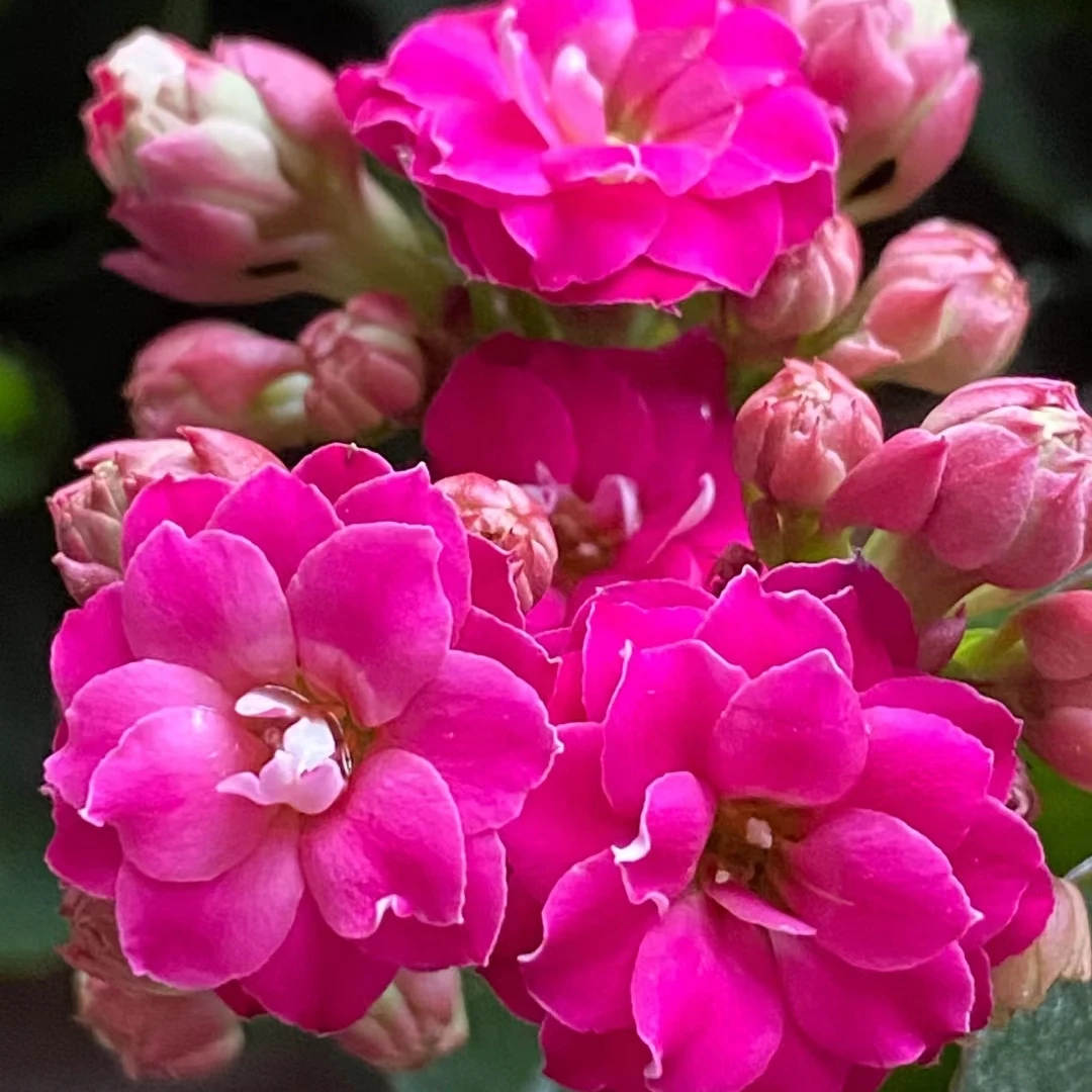 130盆[紫鸢] 紫色大花 长寿花 新手小白 室内阳台盆栽