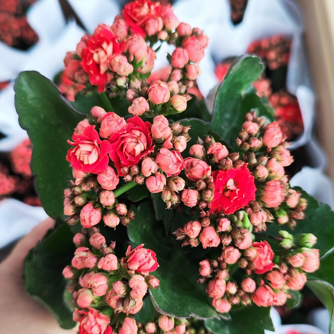 朱颜~稀缺品种  室内阳台盆栽