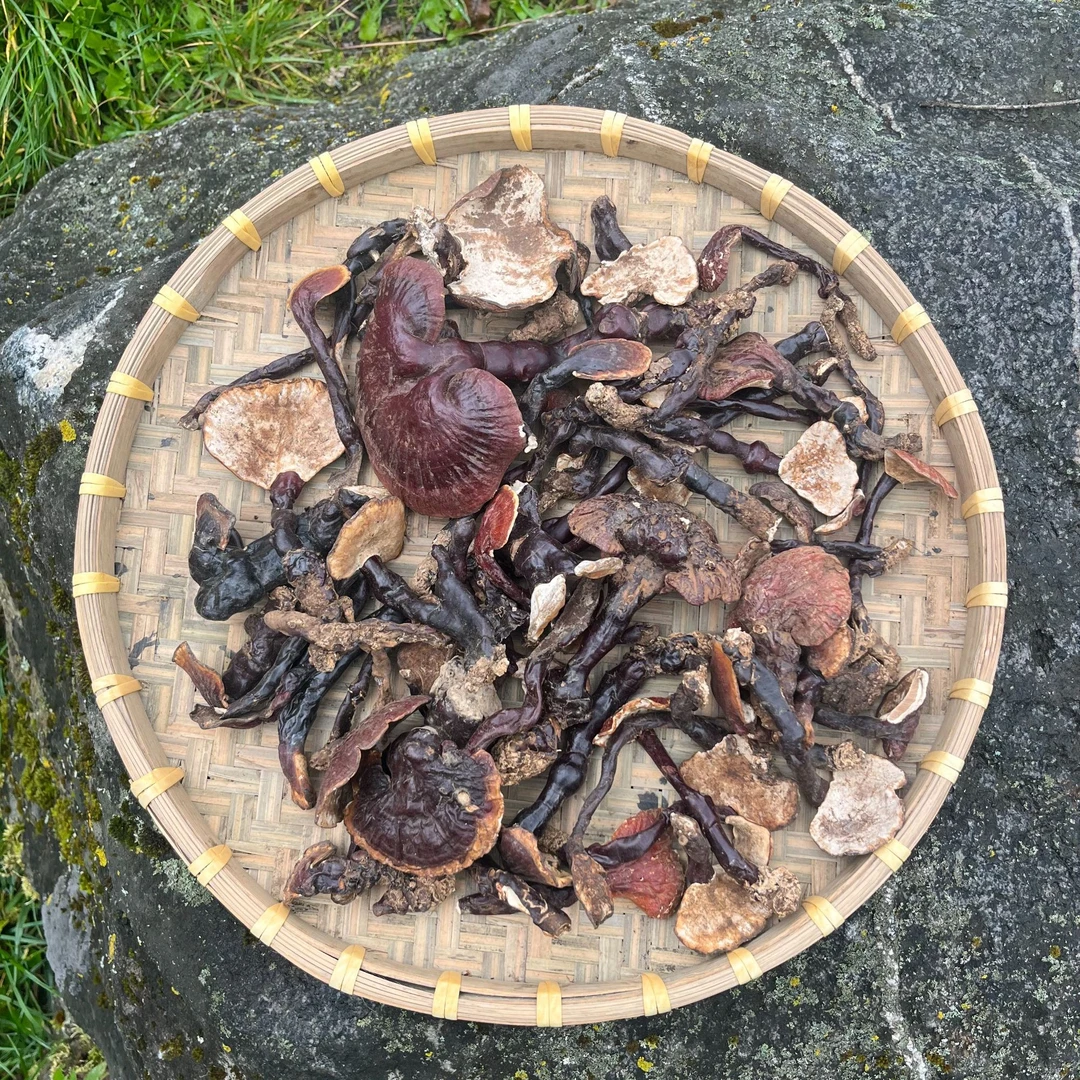 【西藏现收】西藏墨脱白心白肉灵芝 正品下山好货