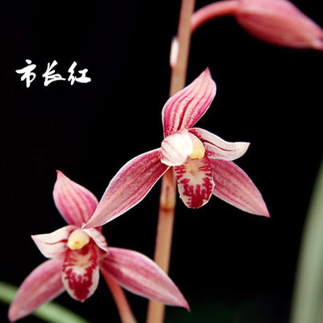 建兰老种红花【市长红】夏季带花苞
