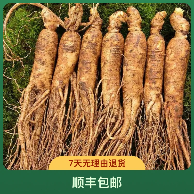 精选长白山新鲜人参专用煲汤泡酒