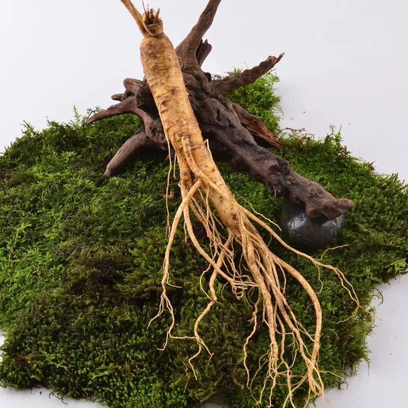 长白山新鲜人参煲汤泡水泡酒尝鲜款产地直发顺丰包邮