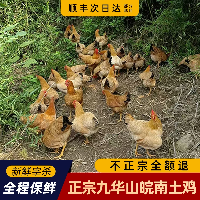 正宗九华山皖南土鸡散养土鸡新鲜自然野外虫草柴笨鸡月子童仔鸡