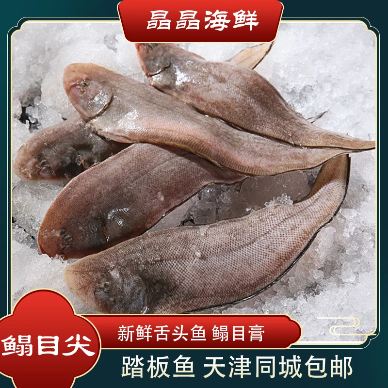 【鳎目尖】目鱼尖小鳎目鳎目鱼 天津发货5-10斤