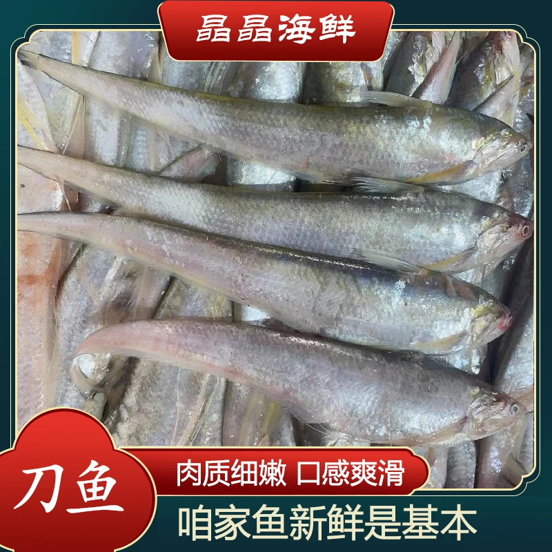 【刀鱼】新鲜生态刀鱼野生海捕 肉质鲜嫩天津发货