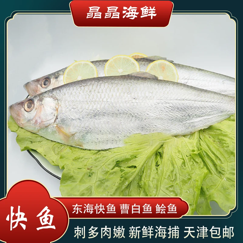 【快鱼】新鲜快鱼肉质鲜嫩本地发货 包邮 5-10斤
