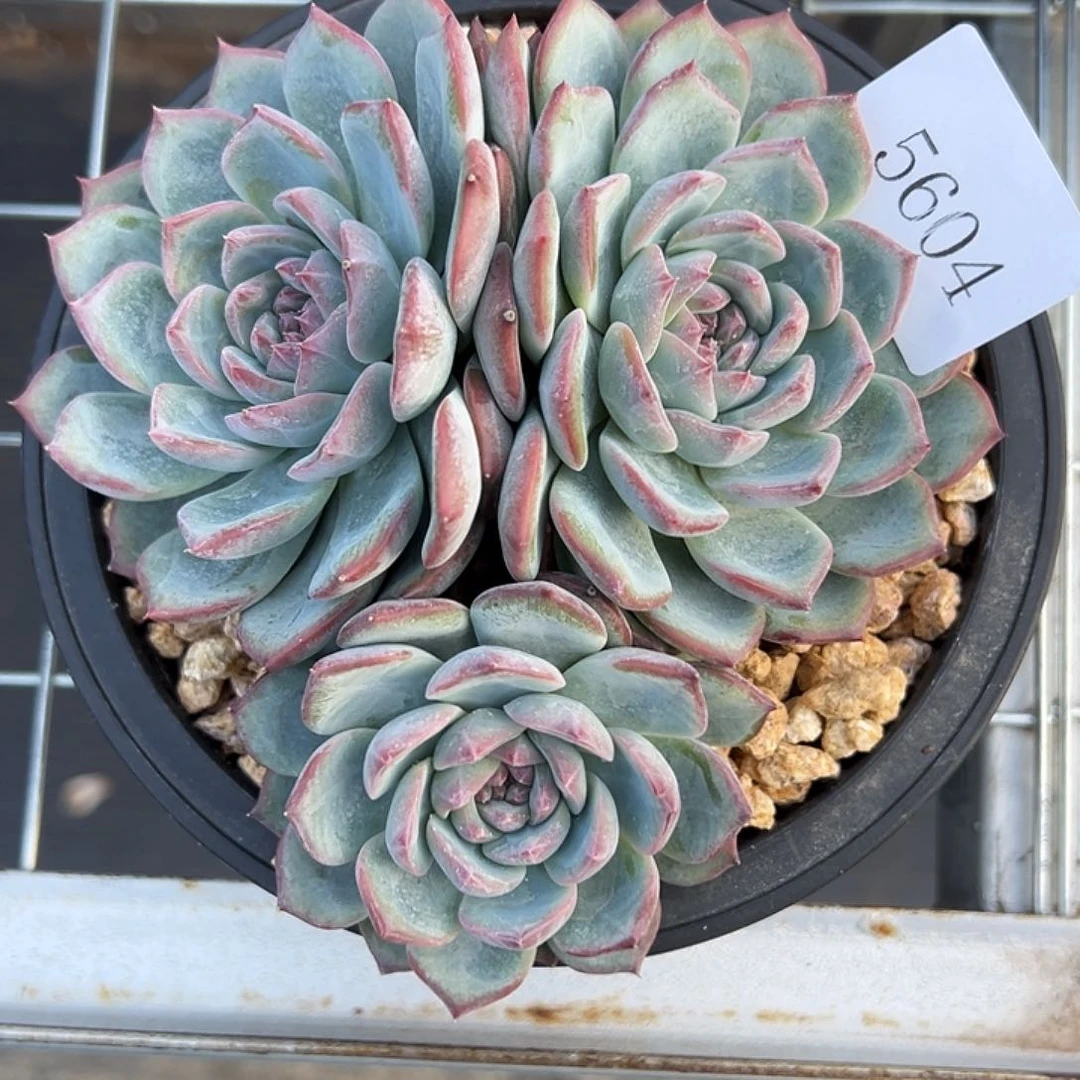 草**椰5604多肉多多多多d