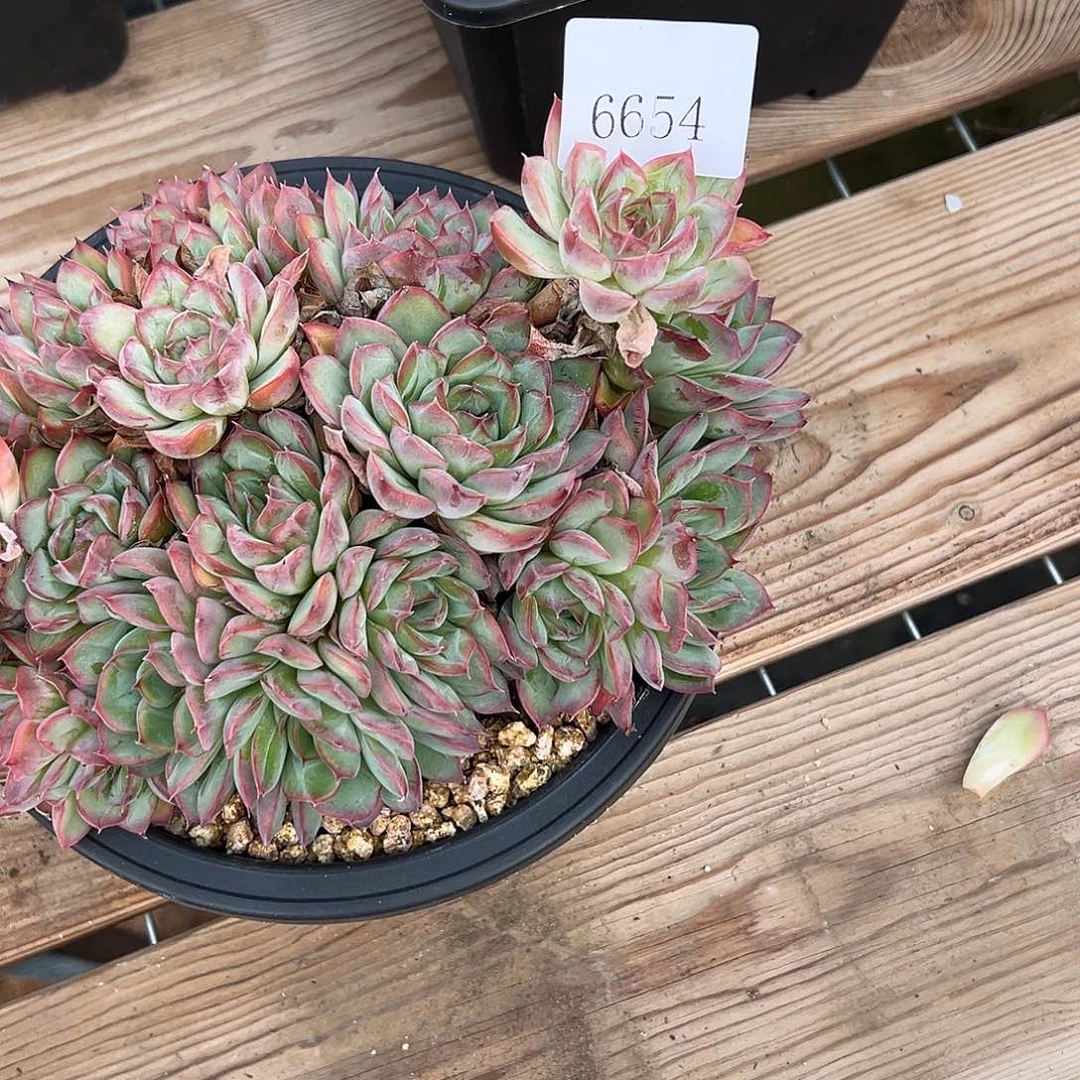 ?***h6654多肉多多多