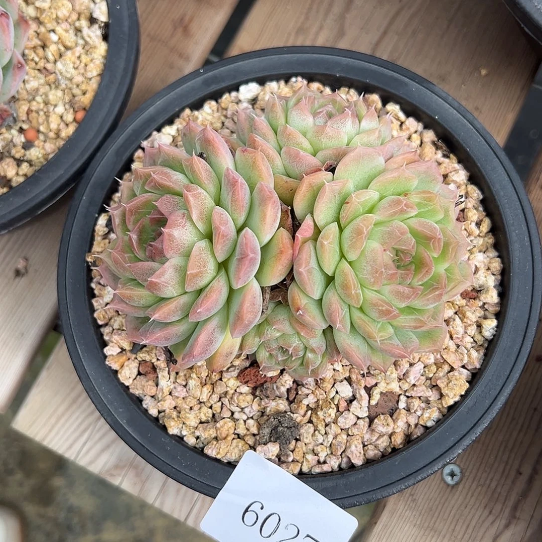 ?****J6027肉多多哦哦