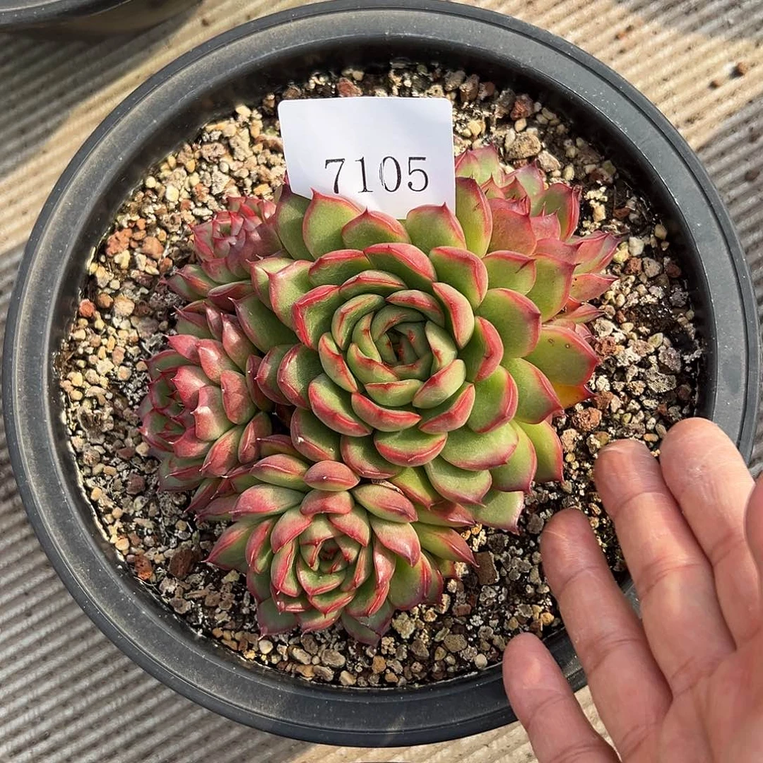 7105肉多亩哟哦哦哦哦