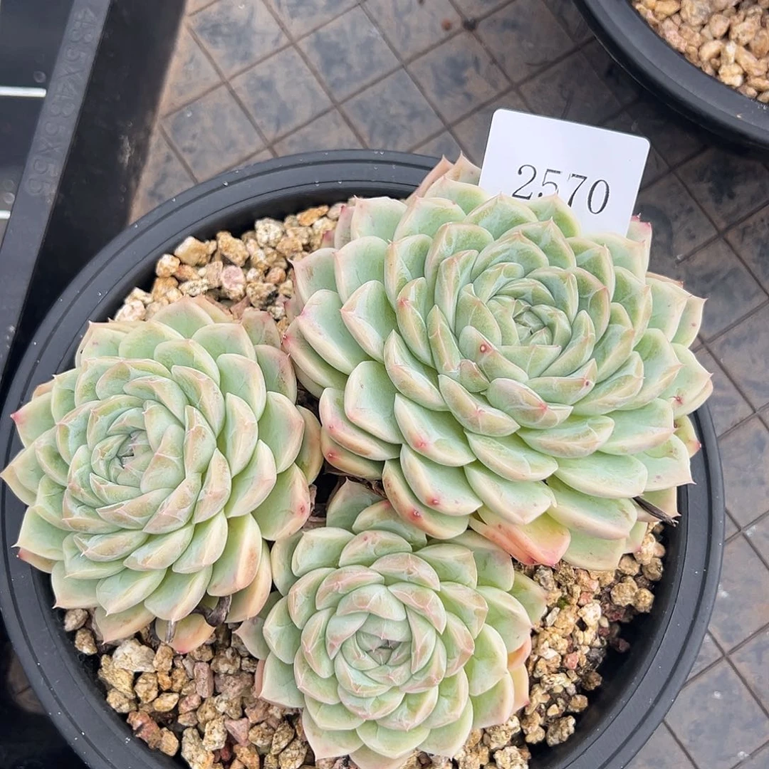 ?****e2570多肉多多多