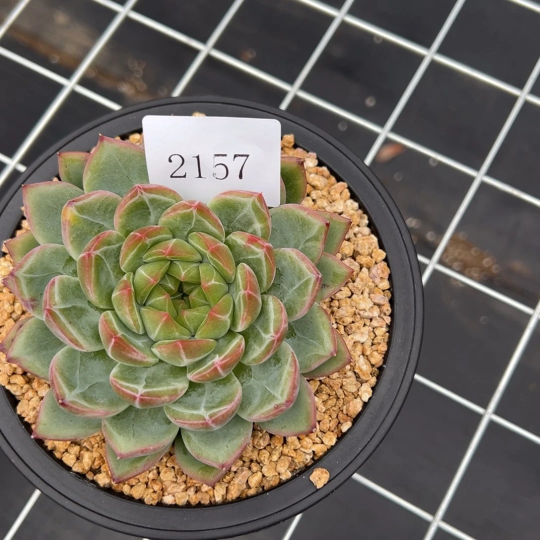 忘*2157 肉多多肉