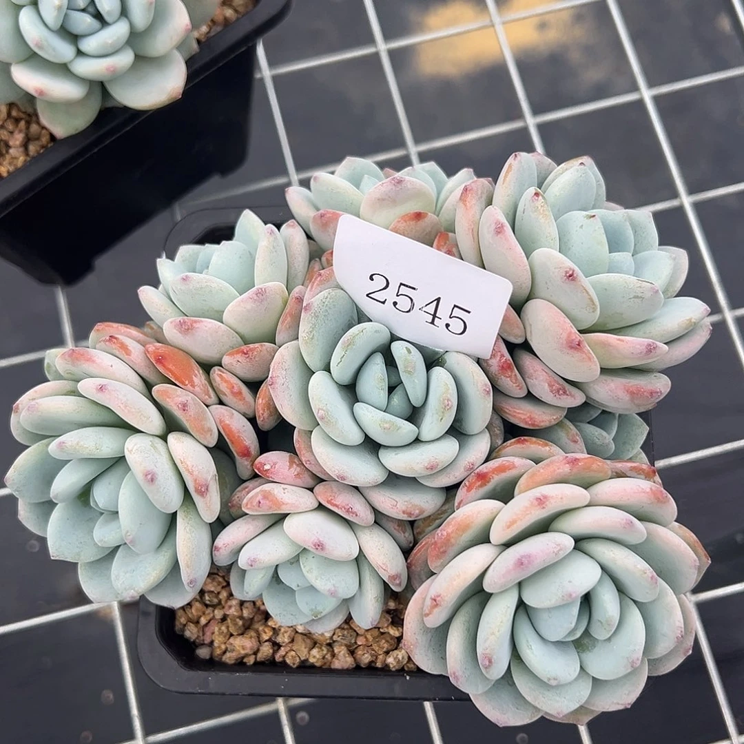 草**椰2545多肉多多多