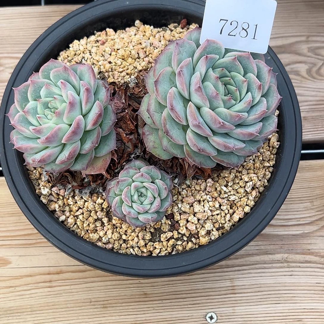 卖****姐7281多肉多多多