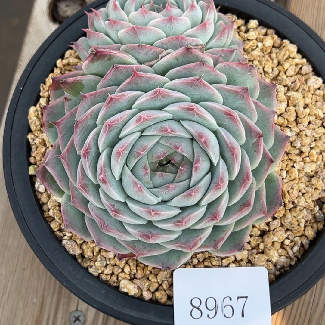 n**z8967多肉多多多多多多多多多多