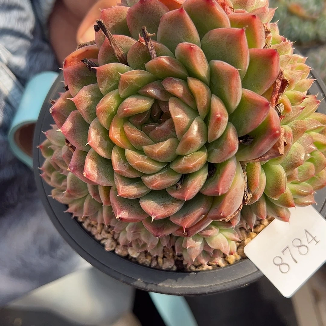 寒*8784肉多多校长哟哟校长