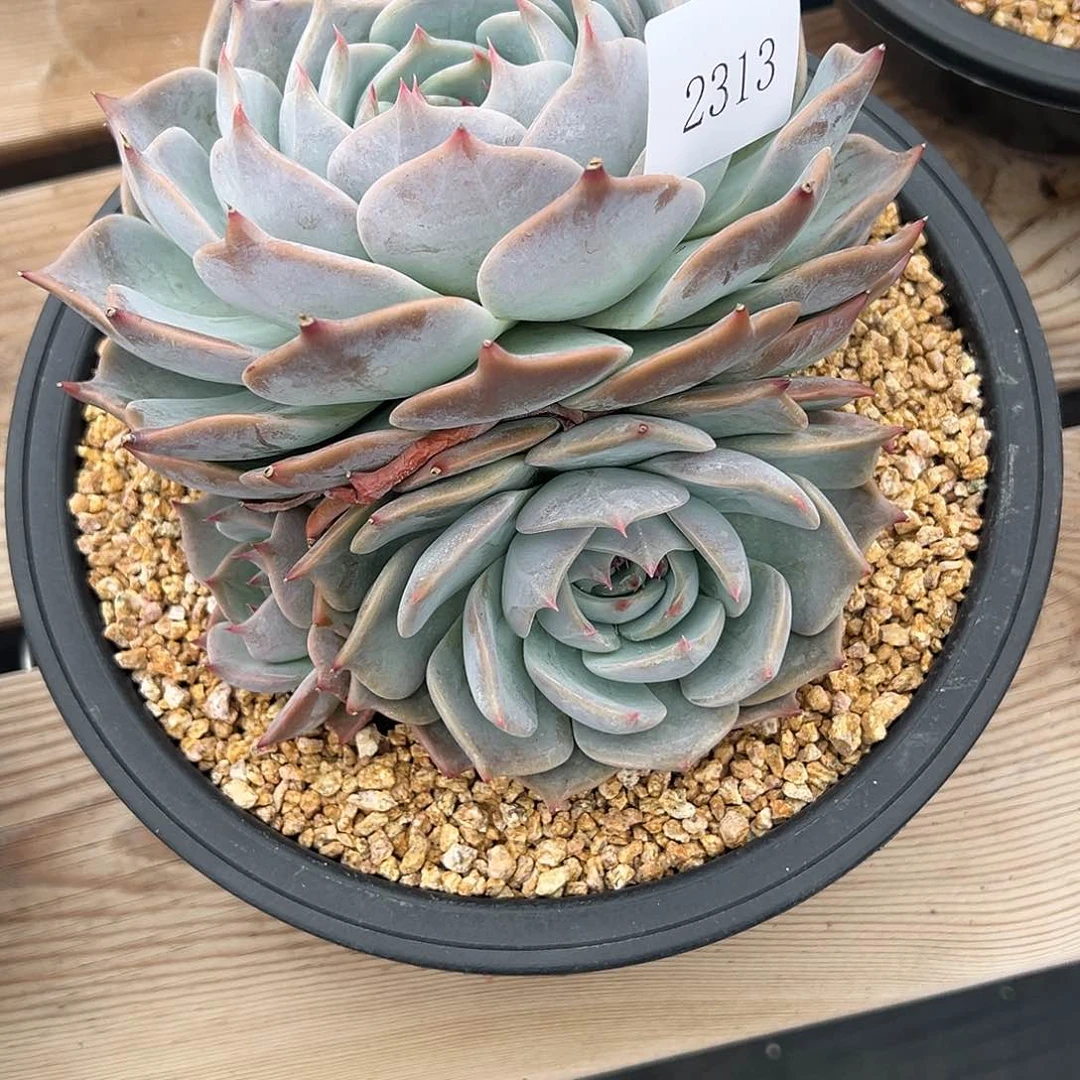 (****)2313肉多多多多多