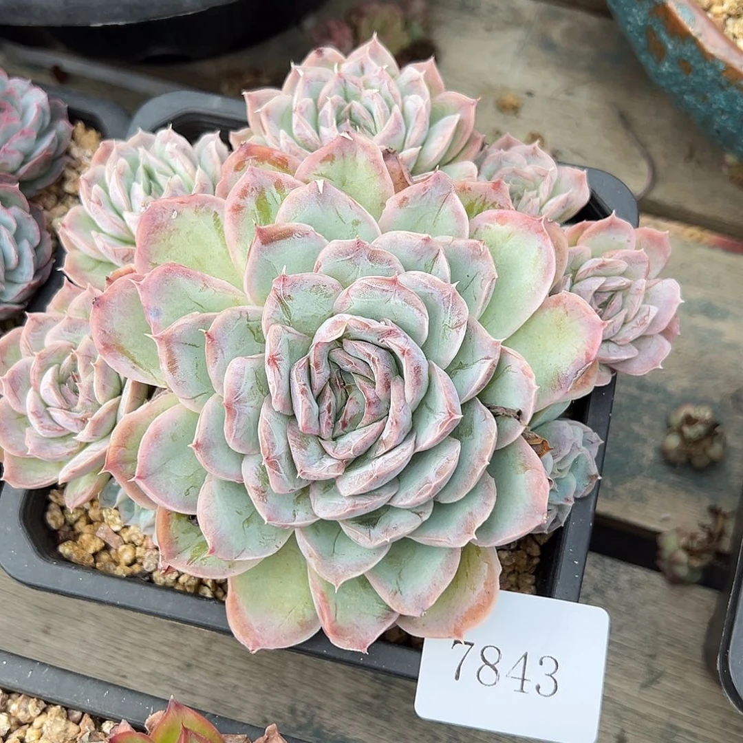 浮**梦7843多肉多多多多