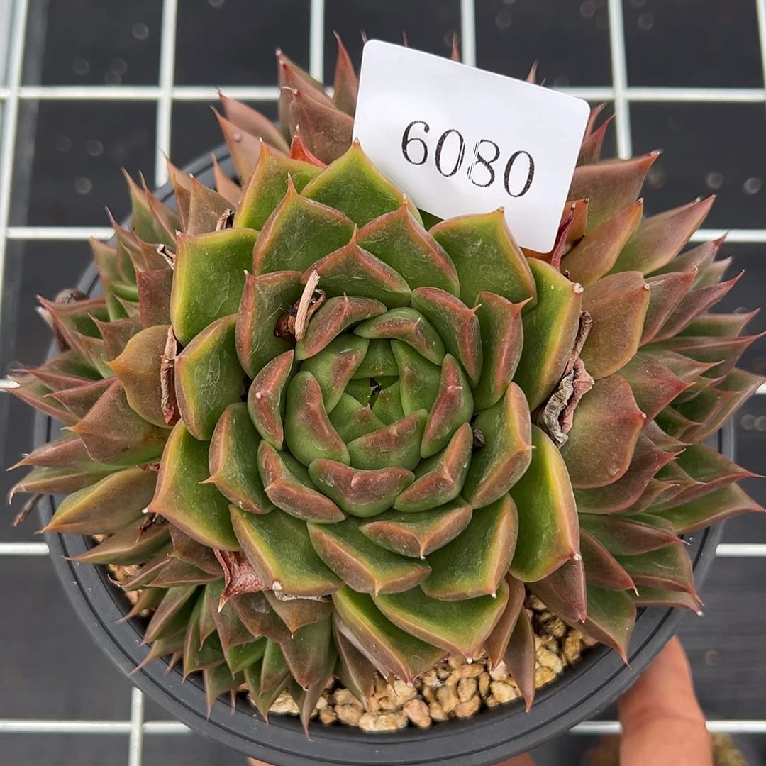6080多肉多多多多多的