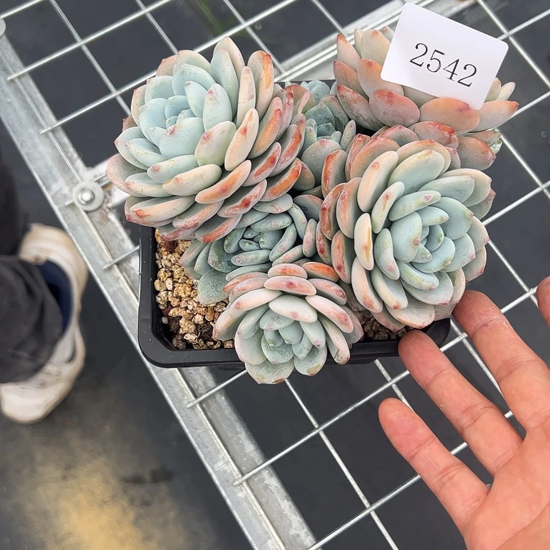 张*刚2542肉多饿多多