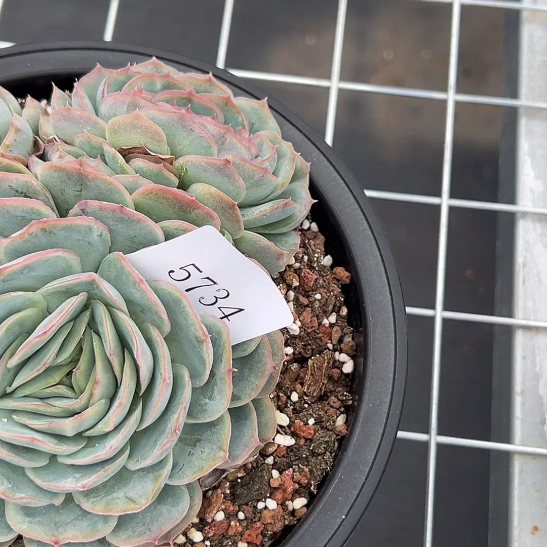 妮*5734多肉多多多多