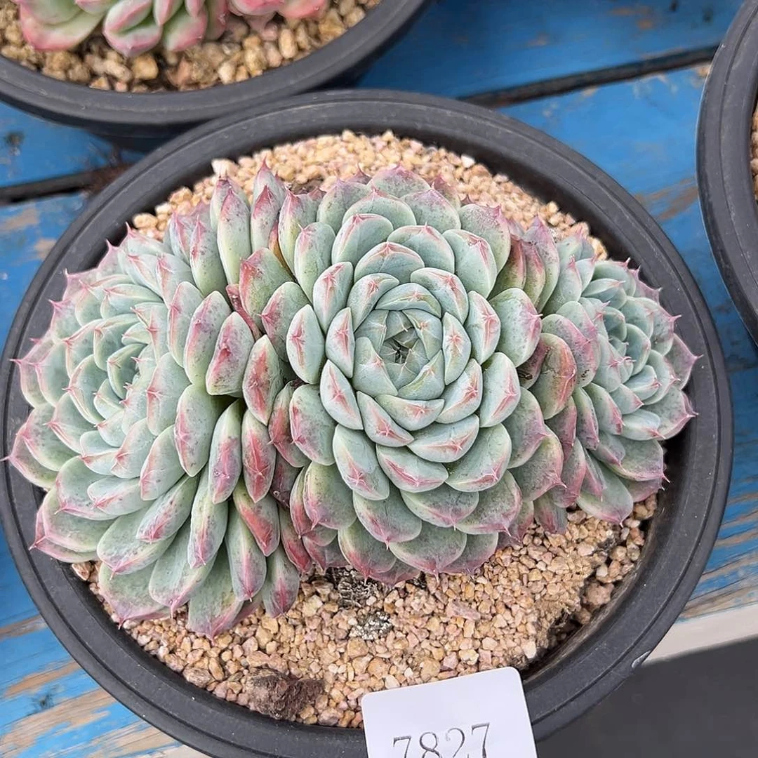 (****)7827多肉多多的多多