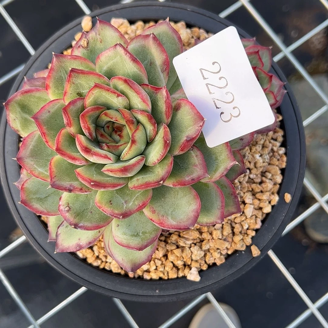 2223多肉多多多多