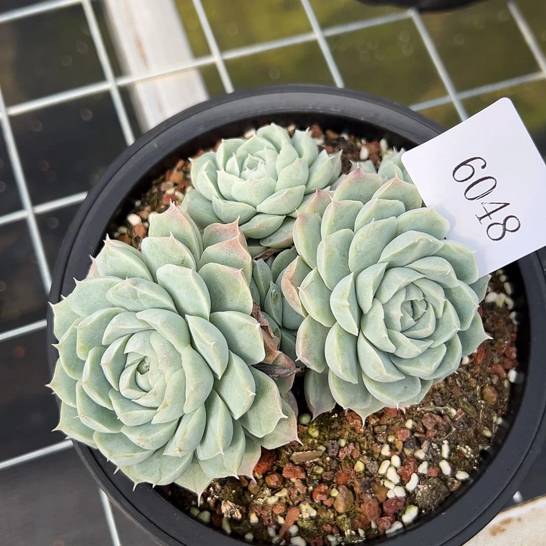 郭**°6048多肉多多多