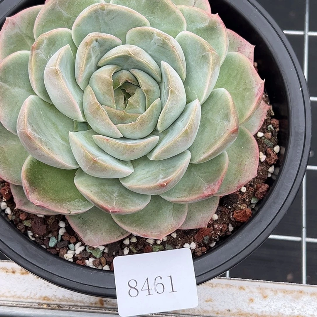 西***粟8461多肉多多多多