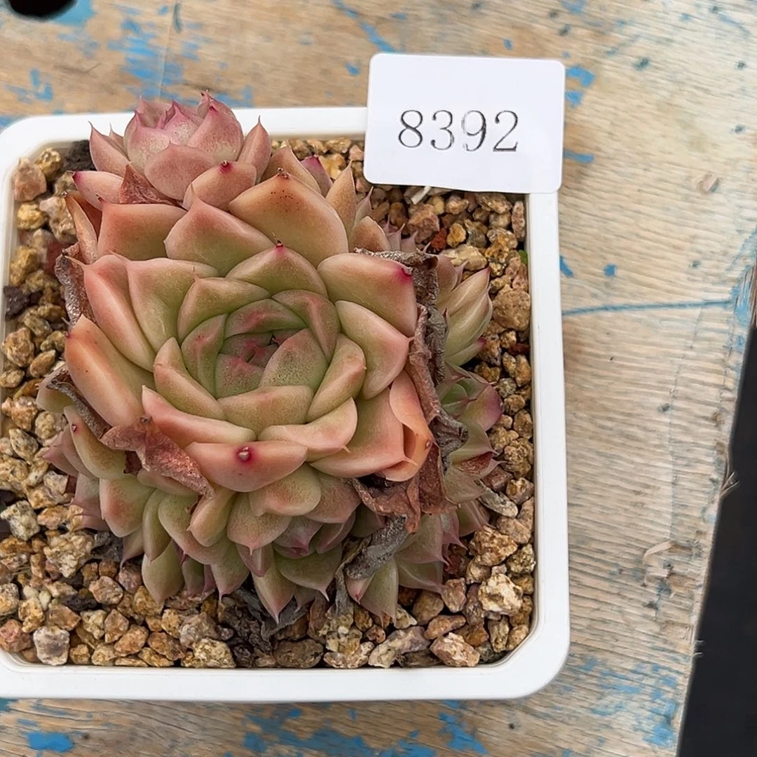 8392肉多饿哦哦哟哟哟